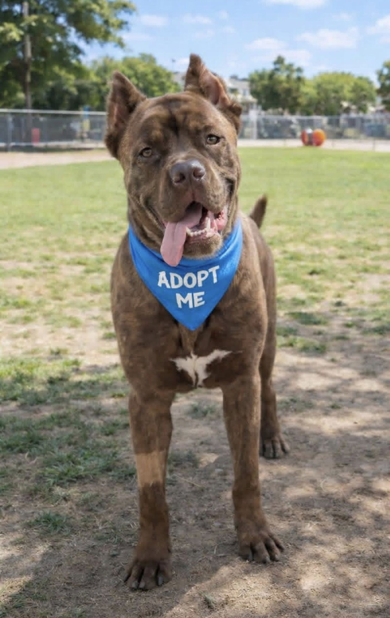 ANNIE - Cane Corso Mastiff available for adoption