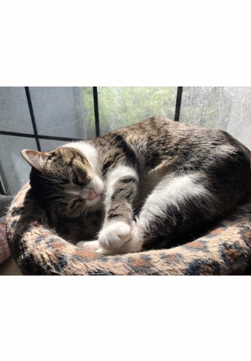 MATTIE - COURTESY POST - Tabby / Domestic Short Hair available for adoption