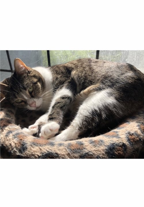 MATTIE - COURTESY POST - Tabby / Domestic Short Hair available for adoption