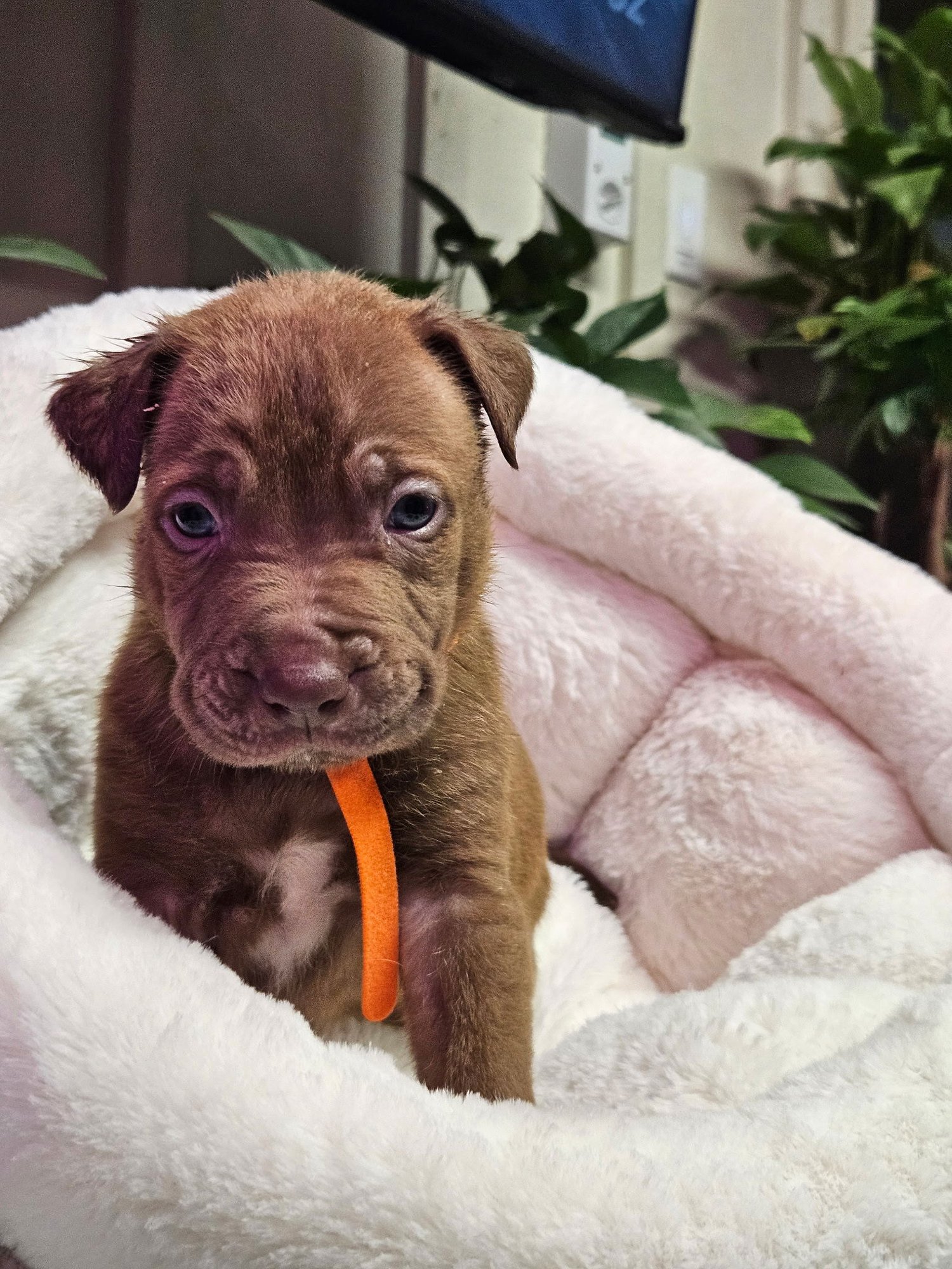 WYATT - Shepherd / Terrier available for adoption