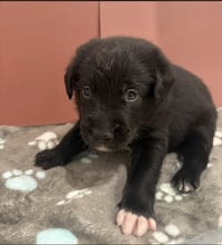 Beans - Photo 4