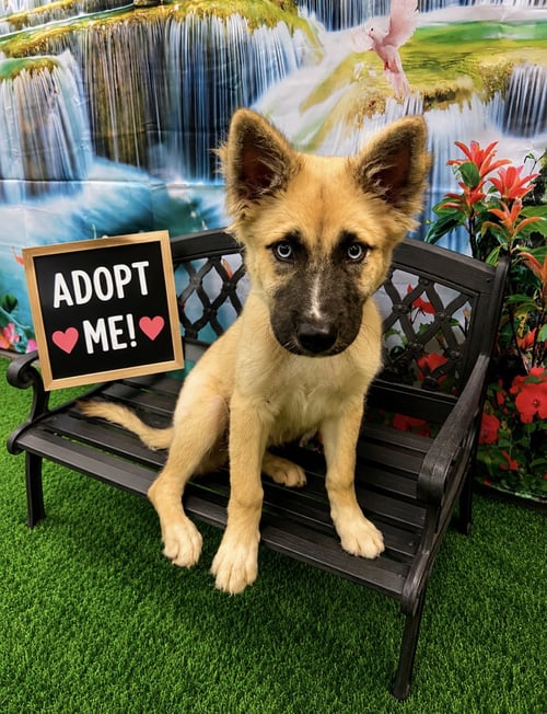 WINNIE - Shepherd available for adoption