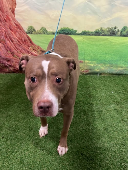 SKYLAR - Terrier available for adoption
