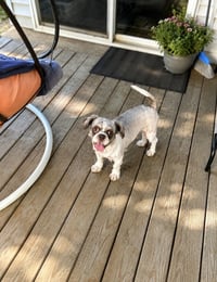 Otis - Photo 1