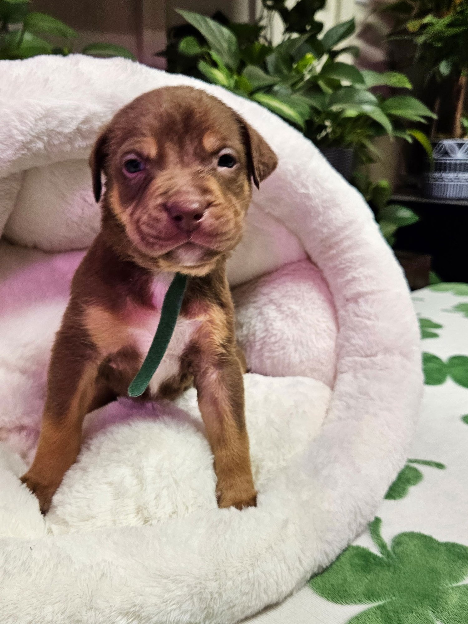 ROLLE - Shepherd / Terrier available for adoption