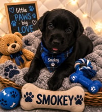 Smokey - Photo 1
