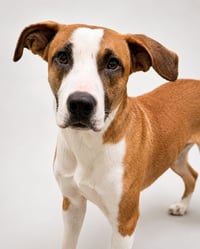 Dobby - Photo 2
