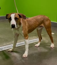Dobby - Photo 3