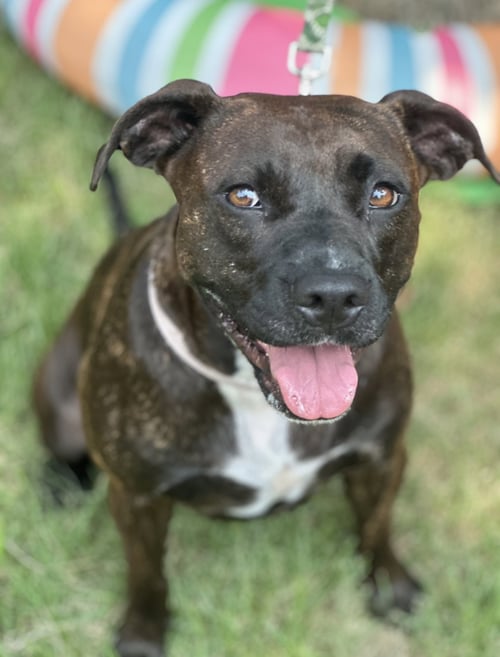 BRIGHTON - Terrier / Boxer available for adoption