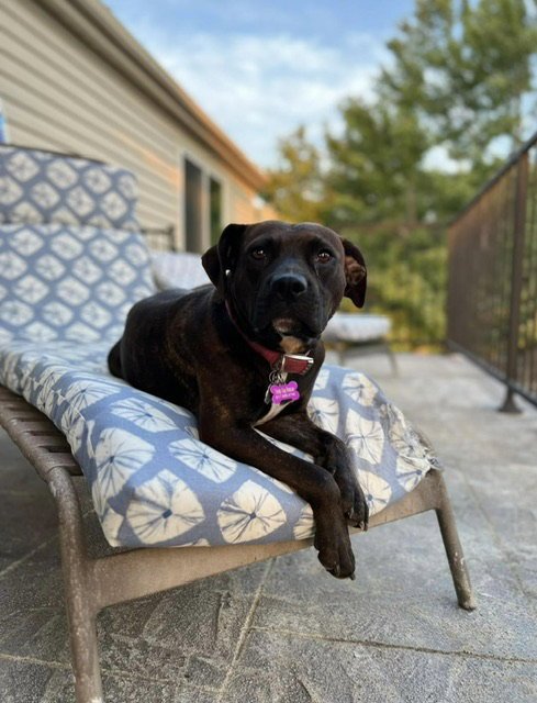 BRIGHTON - Terrier / Boxer available for adoption