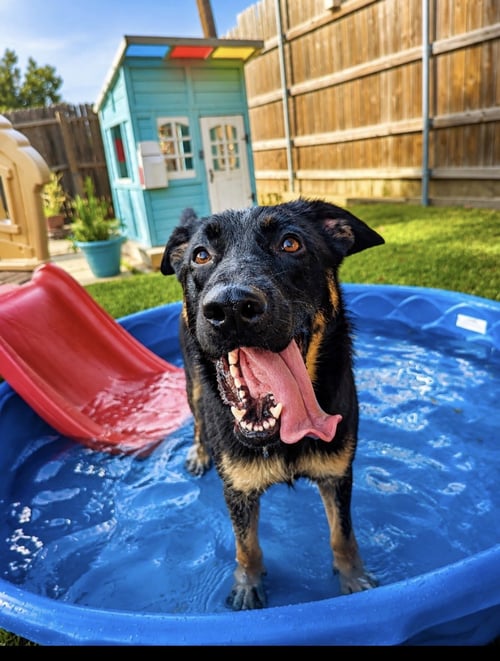KENNEDY - Shepherd / German Shepherd Dog available for adoption