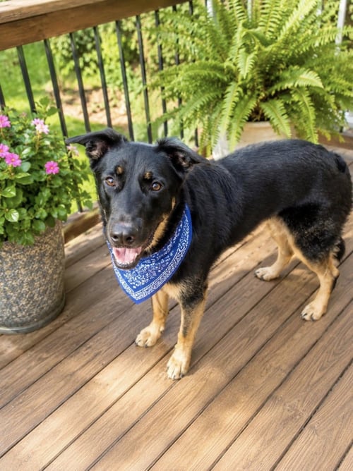 KENNEDY - Shepherd / German Shepherd Dog available for adoption