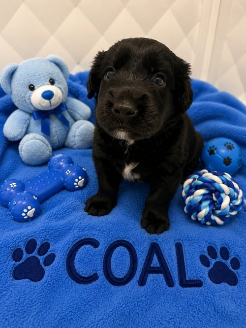 COAL - Australian Shepherd / Shepherd available for adoption