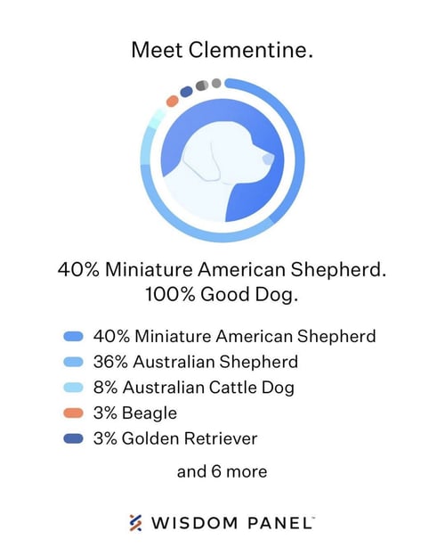 COAL - Australian Shepherd / Shepherd available for adoption
