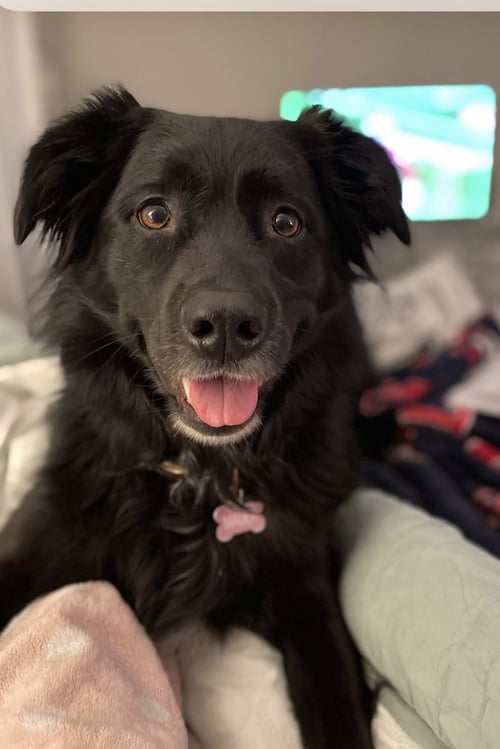 COURTESY: MAUER - Border Collie / Labrador Retriever available for adoption
