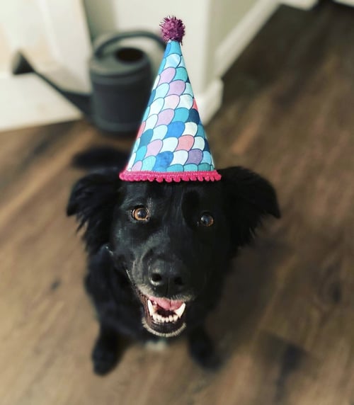 COURTESY: MAUER - Border Collie / Labrador Retriever available for adoption