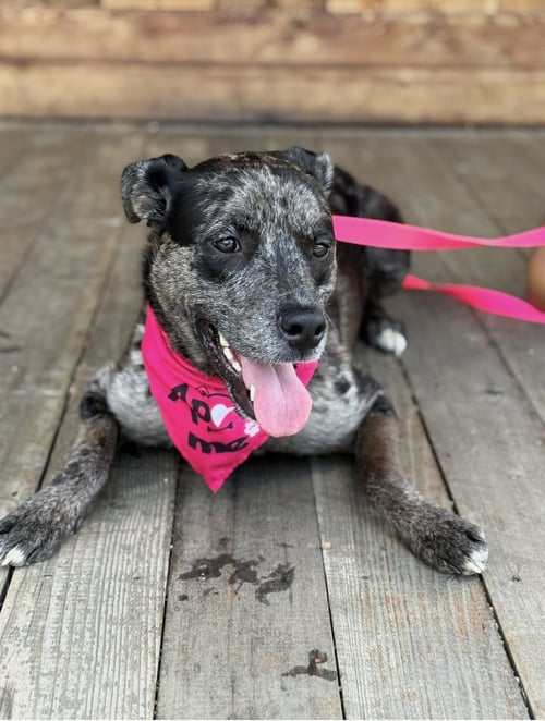 STELLA - Catahoula Leopard Dog / Cattle Dog available for adoption