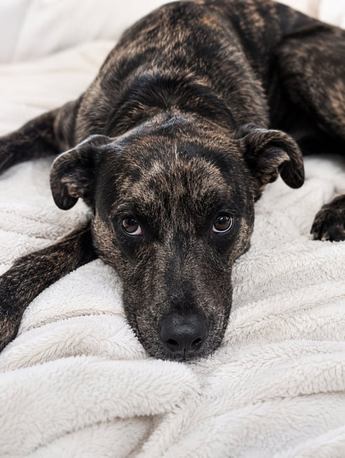 STELLA - Catahoula Leopard Dog / Cattle Dog available for adoption