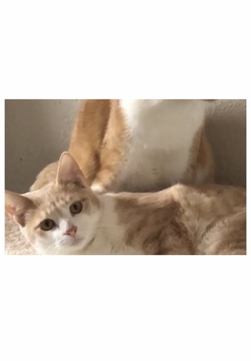 GABRIEL - COURTESY POST - Tabby / Domestic Short Hair available for adoption