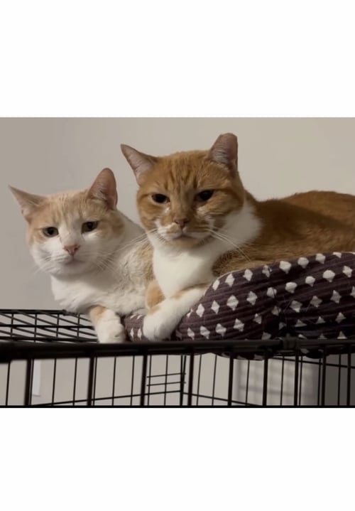 GABRIEL - COURTESY POST - Tabby / Domestic Short Hair available for adoption