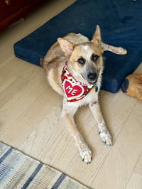 Hank - Photo 3