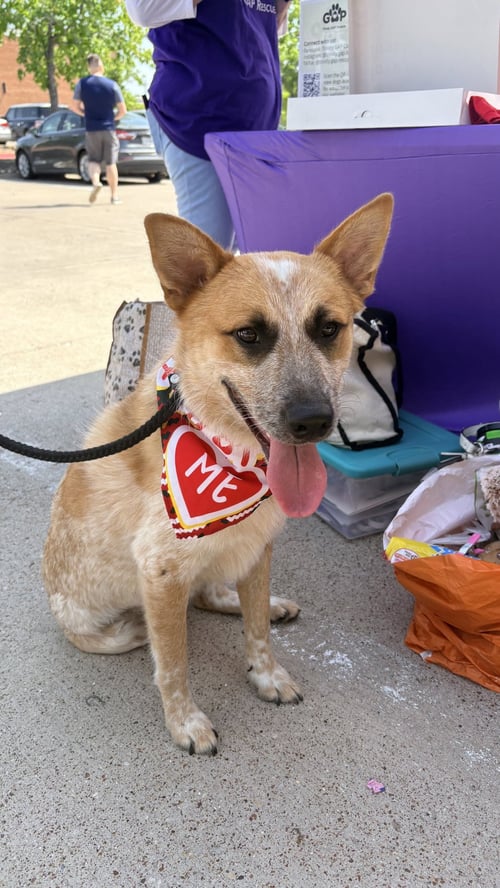 HANK - Cattle Dog available for adoption