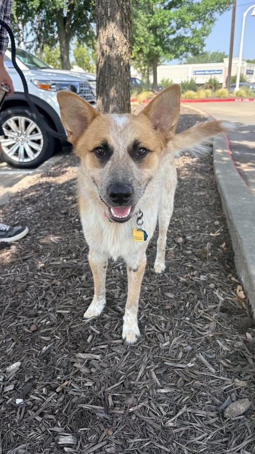HANK - Cattle Dog available for adoption