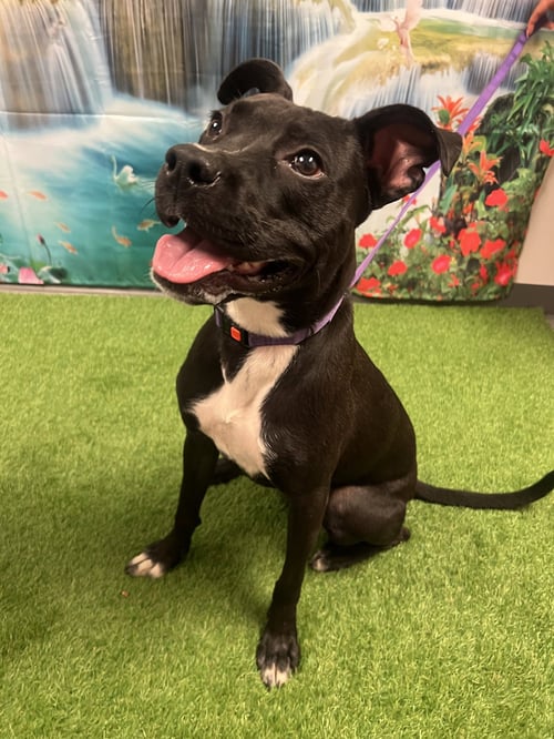 OLIVE - Labrador Retriever / Terrier available for adoption