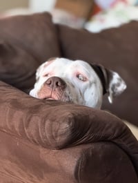 Bowser - Photo 3