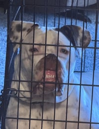 Bowser - Photo 4
