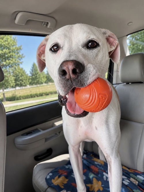 MCFUFFIN - Pointer / Hound available for adoption