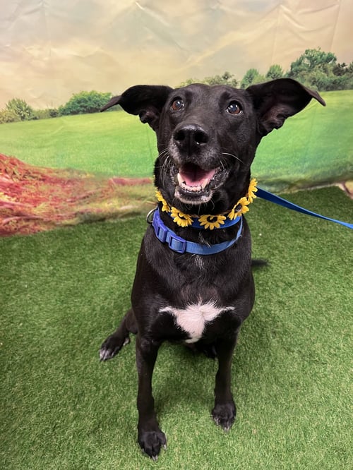 FIA - Labrador Retriever / Border Collie available for adoption