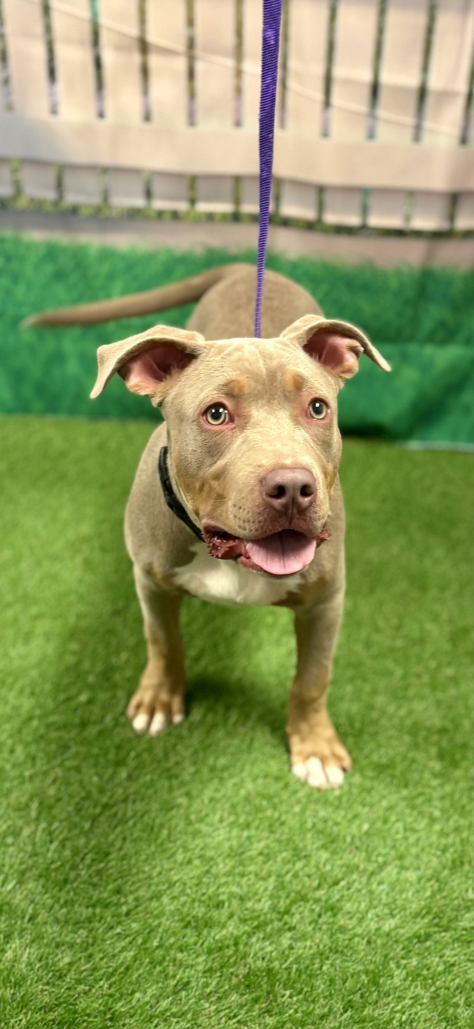 SLATE - Terrier available for adoption