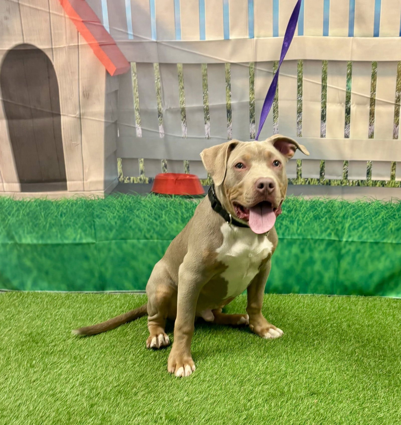 SLATE - Terrier available for adoption