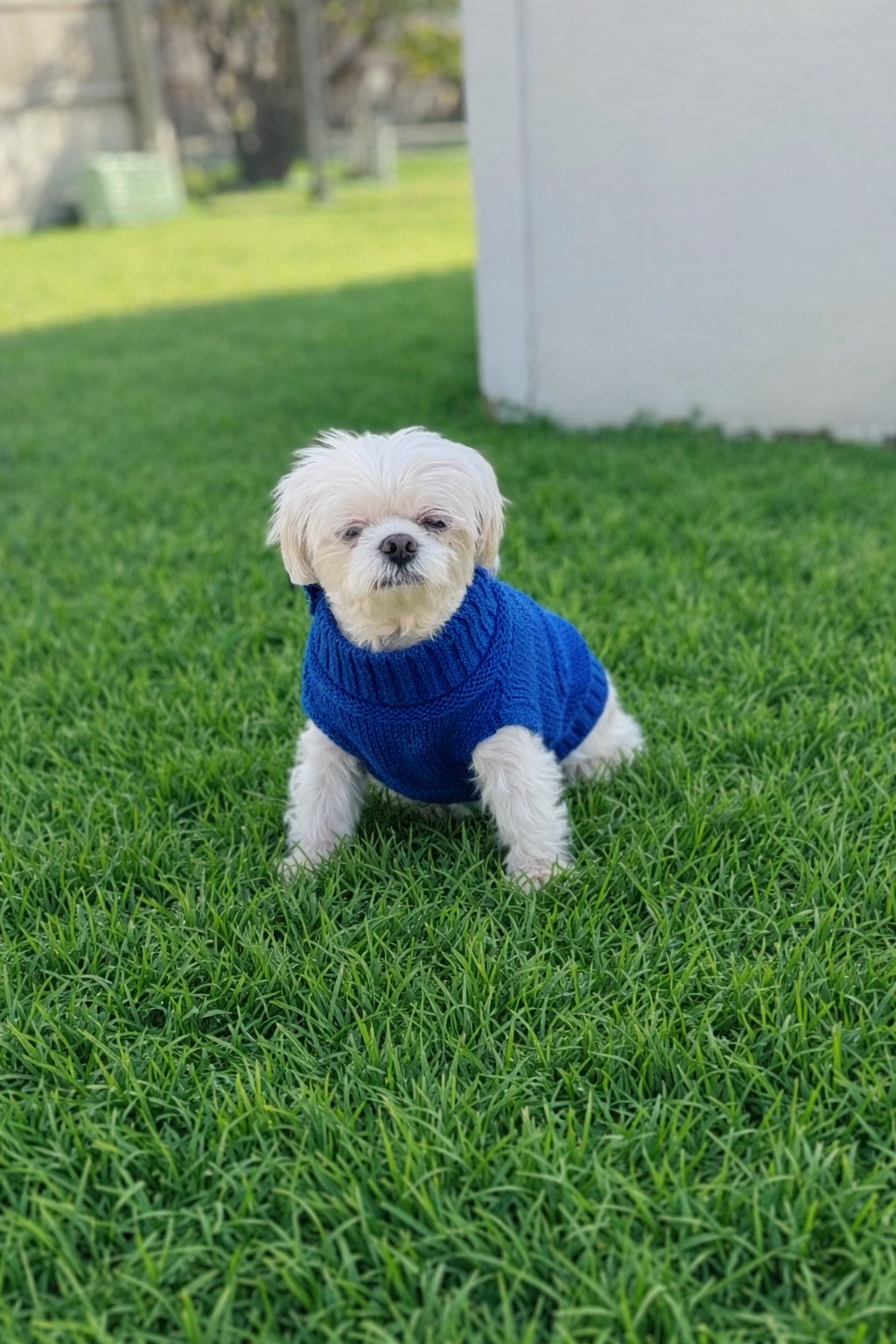 MR COCOA - Maltese available for adoption