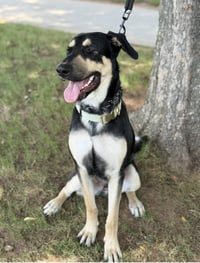 Ryker - Photo 2