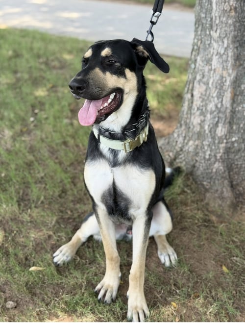 RYKER - German Shepherd Dog available for adoption