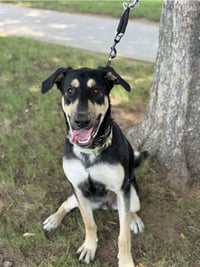 Ryker - Photo 1