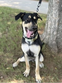 Ryker - Photo 4