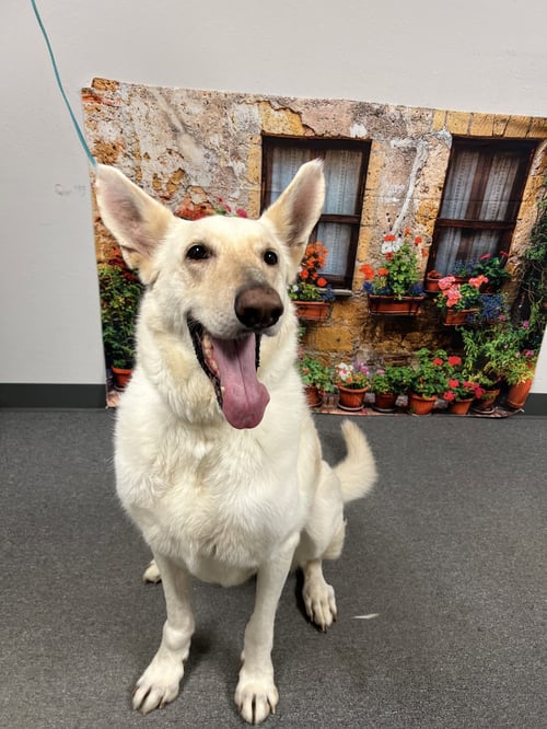PRESLEY - Shepherd available for adoption