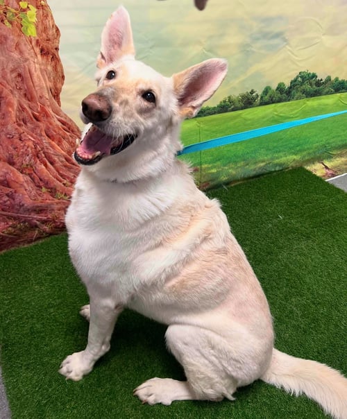 PRESLEY - Shepherd available for adoption