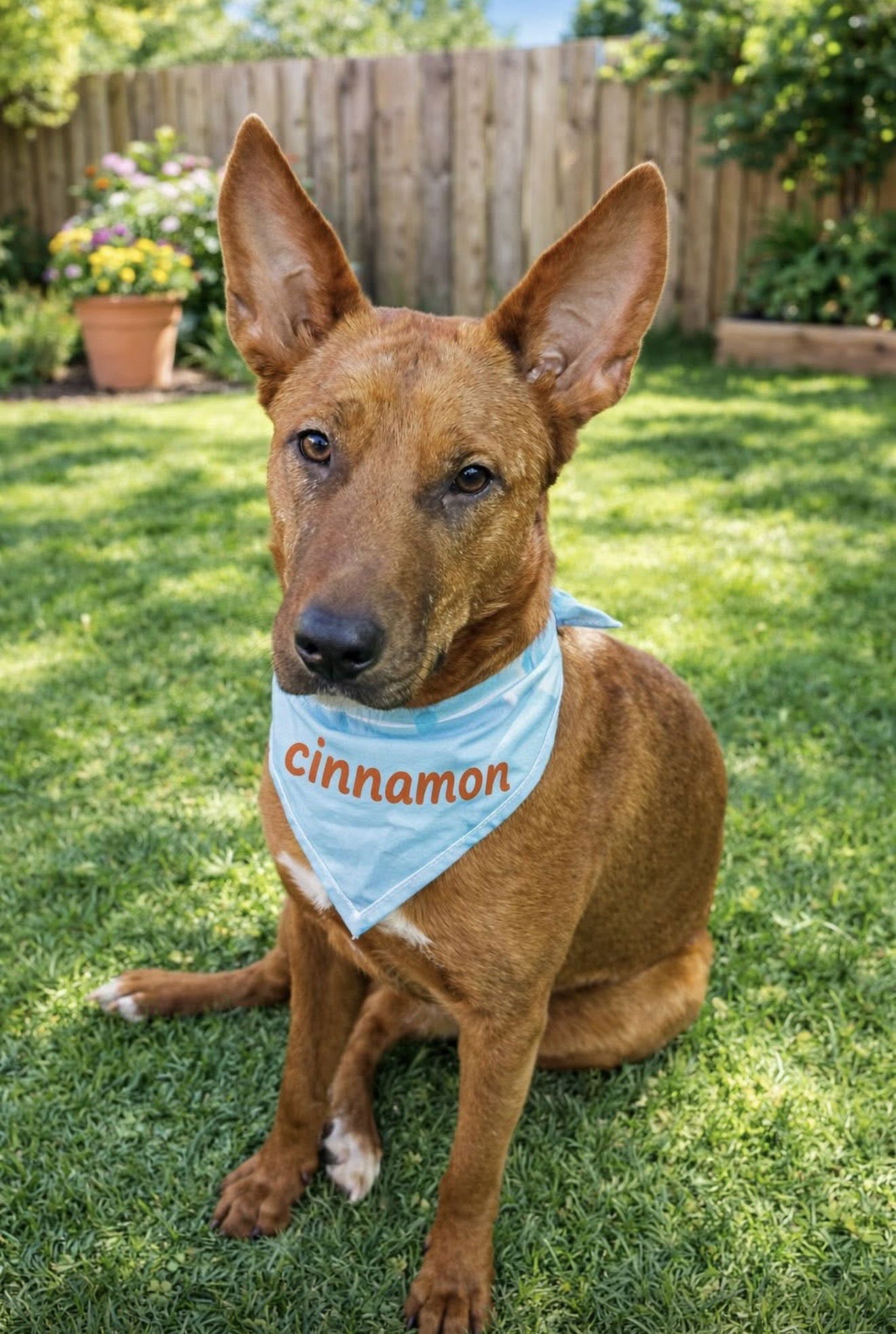 CINNAMON - Shepherd available for adoption