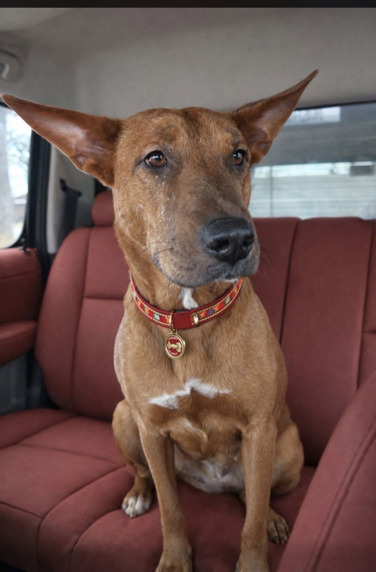 CINNAMON - Shepherd available for adoption