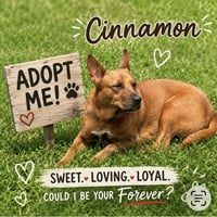 Cinnamon - Photo 4