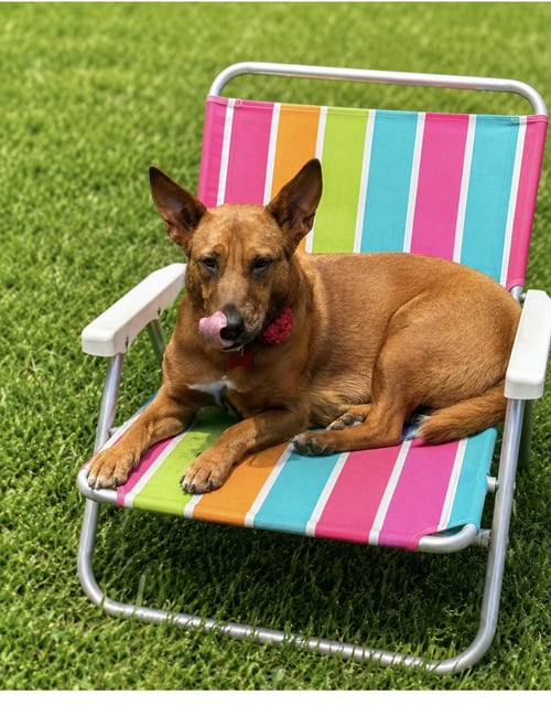 CINNAMON - Shepherd / Terrier available for adoption