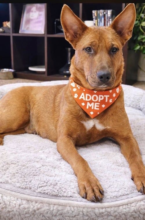 CINNAMON - Shepherd / Terrier available for adoption