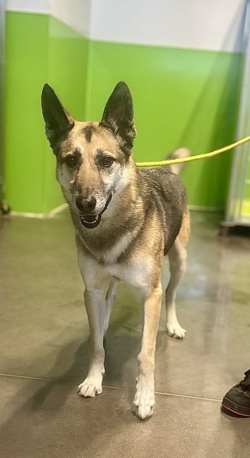 AXEL - German Shepherd Dog available for adoption