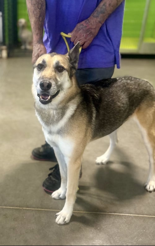 AXEL - German Shepherd Dog available for adoption