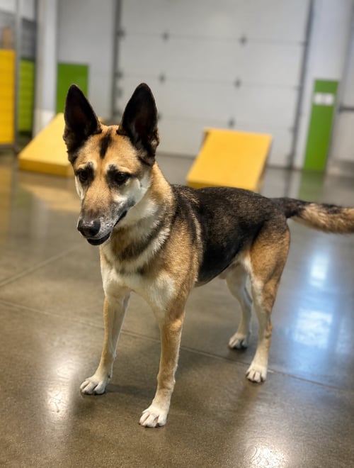 AXEL - German Shepherd Dog available for adoption