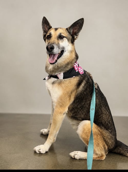 AXEL - German Shepherd Dog available for adoption